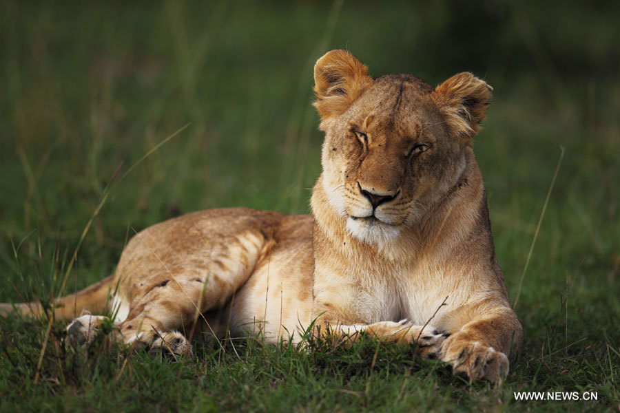 La beauté de la Réserve nationale du Masai Mara au Kenya (2)