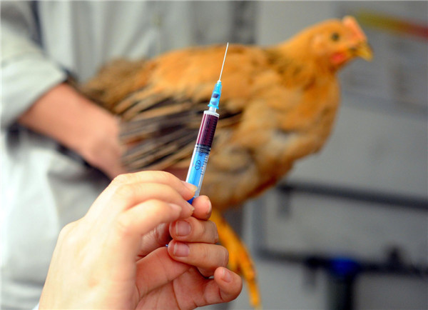 Des membres du personnel du Bureau de l'Inspection des Entrées et Sorties et de la Quarantaine du Guangdong prélèvent des échantillons de sang d'un poulet pour inspection à Guangzhou, le 16 avril 2013. Le bureau prend des mesures pour assurer la sécurité des volailles expédiées à Hong Kong et Macao, comme l'examen des fermes d'élevages de volailles agréées, la surveillance des agents pathogènes de la grippe aviaire, et l'inspection des volailles vivantes avant l'exportation. A la date du 16 avril, aucun H7N9 cas n'avait été été détectés dans les 39 fermes d'élevage de volailles enregistrées placées sous la juridiction du bureau. [Photo / Xinhua]