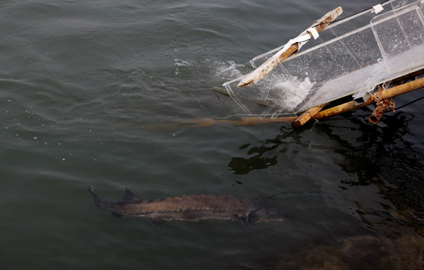 Un esturgeon chinois nage dans le fleuve Yangtsé, après avoir été libéré depuis le Parc Binjiang à Yichang, dans la Province du Hubei. [Wen Zhenxiao / Asianewsphoto]