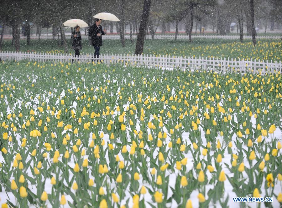 Taiyuan, capitale de la province du Shanxi, a connu vendredi des chutes de neige.