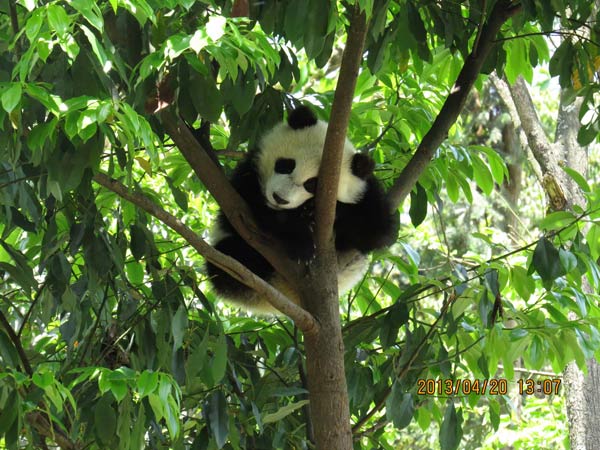 Un panda géant joue dans la base de Bifengxia de la Réserve naturelle de Wolong à Ya'an, dans la Province du Sichuan, dans le Sud-ouest de la Chine, le 20 avril 2013. Aucun panda de la base de Bifengxia n'a été tué ou blessé. [Photo / Xinhua]