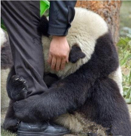 Quelques pandas ont été effrayés par le séisme de magnitude 7.0 qui a eu lieu dans le comté de Lushan, dans la province du Sichuan au Sud de la Chine samedi à 08h02. [Photo / Sina Weibo ]