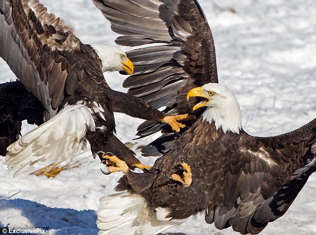 Photos: combat féroce entre deux pygargues à tête blanche