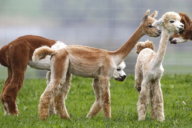 En images: d'adorables animaux qui nous font sourire