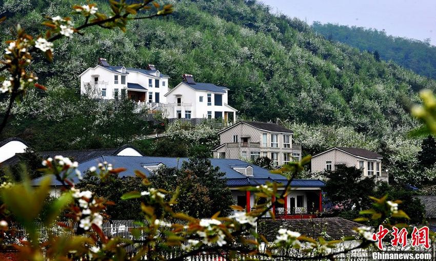 Cliché, pris le 8 mai 2013, montrant des maisons entourées de pruniers dans la ville de Mianzhu. (Photo : Mian Lvxuan)