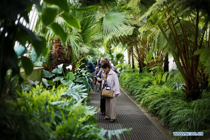 EN IMAGES: Visite des Serres royales de Laeken à Bruxelles (3)