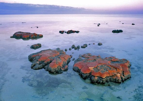 Les stromatolithes de la baie Shark, Australie