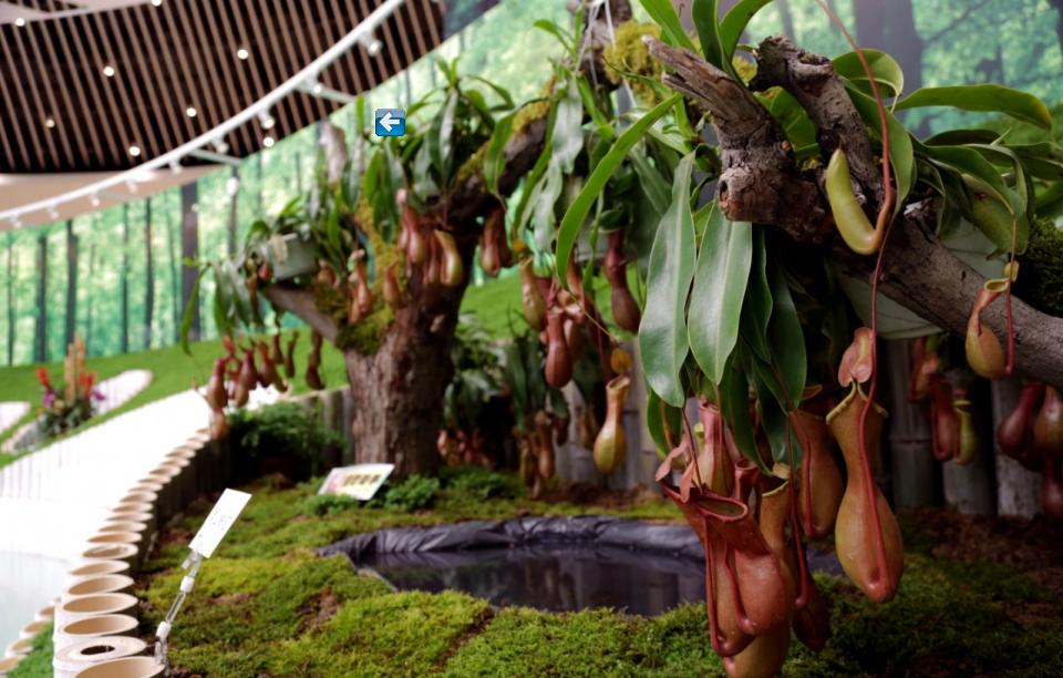 La Nepenthes, une plante carnivore tropicale qui tue les insectes avec son pot à miel, est présentée dans le pavillon principal de la neuvième Exposition Internationale d'Horticulture de Chine, qui se tient à Beijing, dans le District de Fengtai. L'exposition est prête pour son ouverture le 18 mai ; elle durera jusqu'au 18 novembre. [Photo par Michael Thai / China Daily]