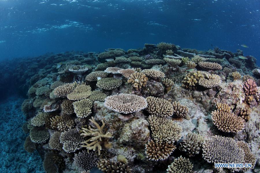 Un monde merveilleux sous-marin dans les eaux des ?les Xisha en mer de Chine méridionale (6)