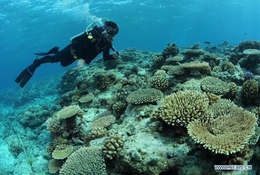 Un monde merveilleux sous-marin dans les eaux des ?les Xisha en mer de Chine méridionale