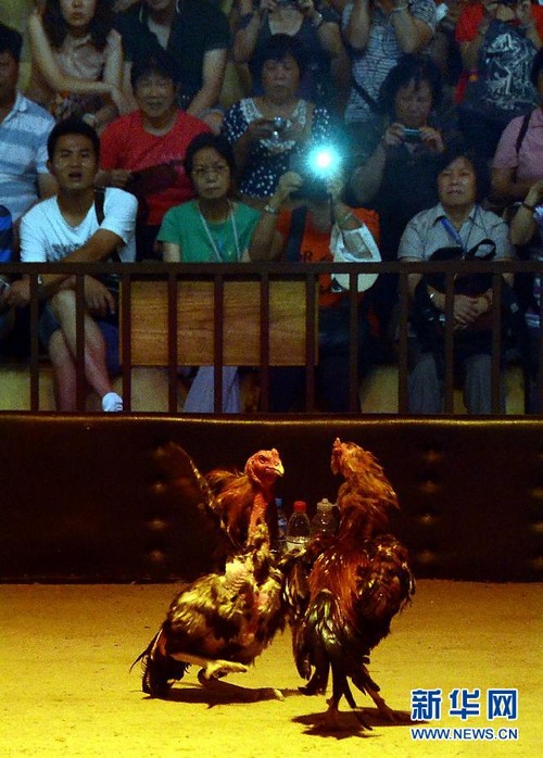 Célébrations de la fête des Bateaux-Dragon à travers la Chine (11)