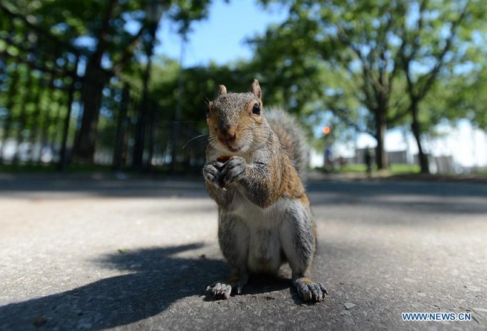 Photo prise le 12 juin montrant un écureuil mignon au Parc de la Batterie (Battery Park) sur l'?le de Manhattan, à New York, aux états-Unis. L'écureuil est l'un des animaux sauvages les plus communs de la ville de New York.