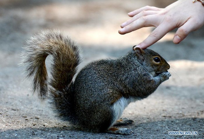 Photo prise le 12 juin montrant un écureuil mignon au Parc de la Batterie (Battery Park) sur l'?le de Manhattan, à New York, aux états-Unis. L'écureuil est l'un des animaux sauvages les plus communs de la ville de New York.