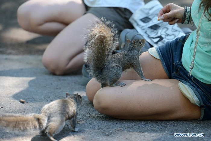 Photo prise le 12 juin montrant des écureuils mignons au Parc de la Batterie (Battery Park) sur l'?le de Manhattan, à New York, aux états-Unis. L'écureuil est l'un des animaux sauvages les plus communs de la ville de New York.