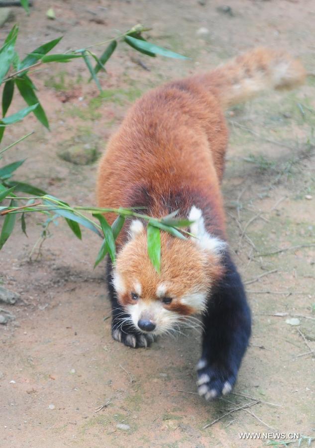 Un pandas roux présenté au public dans le "Panda Word" à Fouzhou, capitale de la province du Fujian (sud-est de la Chine), le 16 juin 2013. Fujian a annoncé dimanchelors du 5e Forum entre les deux rives du détroit de Taiwan que un triplet de pandas roux nés dans le "Panda Word" seront donné en cadeau au Zoo de Taipei, dans la province du Taiwan (sud-est de la Chine) pour promouvoir la coopération mutuelledans le domaine d'élevage.(Xinhua/Lin Shanchuan)