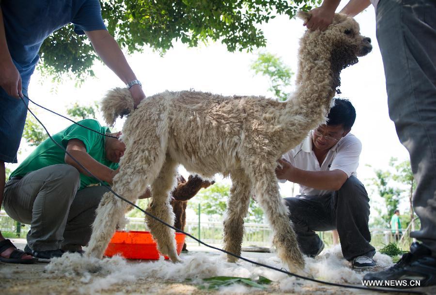 Tonte des alpagas à Hefei (3)