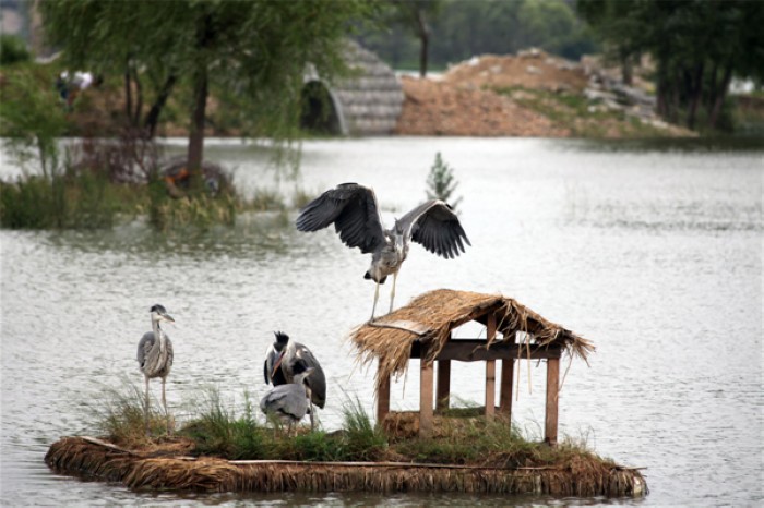 Des bébés hérons sur des nids flottants installés autour de l'?le Changbai dans la Province du Jilin, dans le Nord de la Chine, le 30 juin 2013. [Photo / Xinhua]