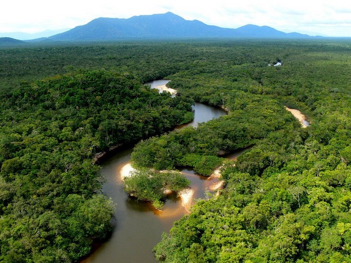 La forêt amazonienne, le ? poumon de la Terre ?