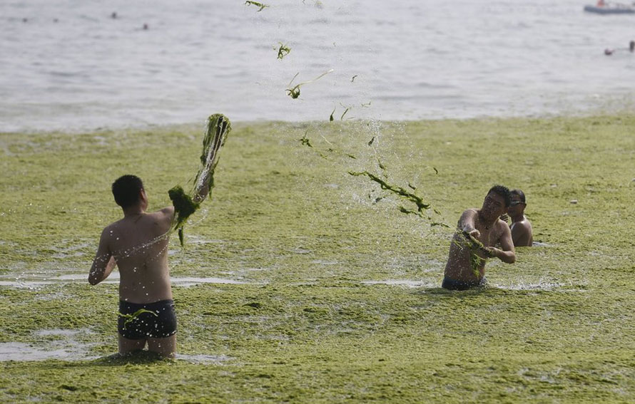 Qingdao : quand la prairie s'invite sur la plage  (4)