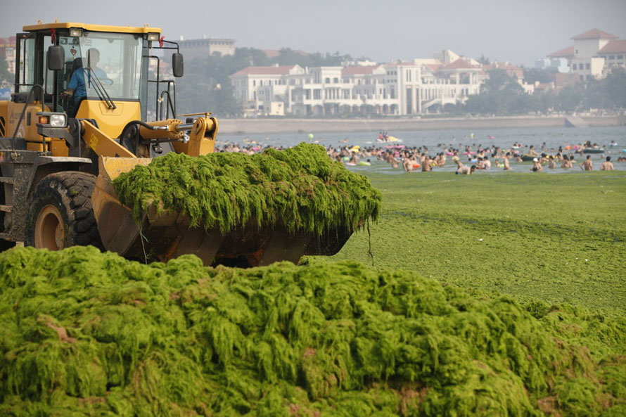 Qingdao : quand la prairie s'invite sur la plage  (7)