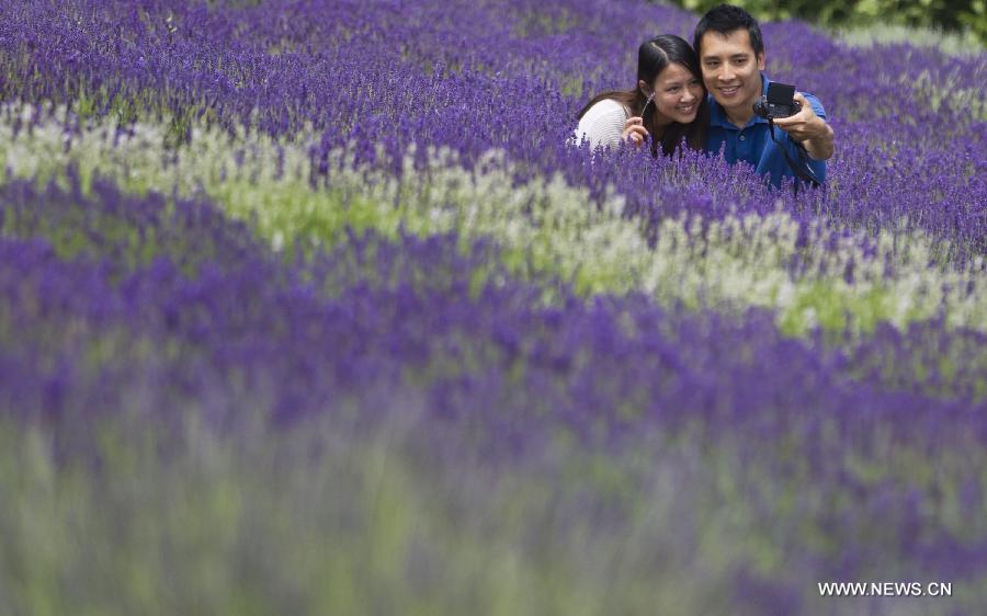 Les visiteurs se prennent en photo aux champs de lavande en fleurs lors de la Fête de la lavande du Comté du Prince-édouard 2013, au comté du Prince-édouard, dans la province de l'Ontario, au Canada. (Xinhua/Zou Zheng)