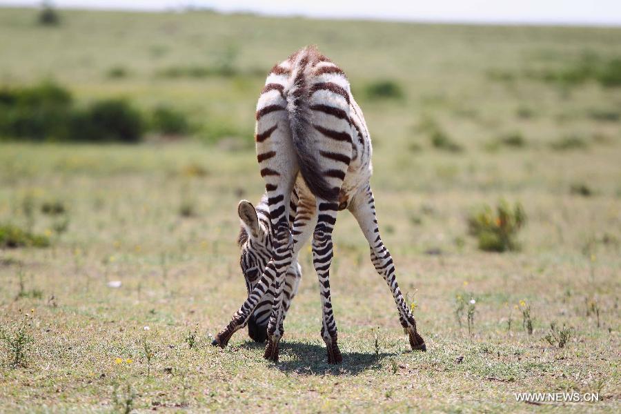 Kenya: paysages magnifiques du lac Naivasha (9)