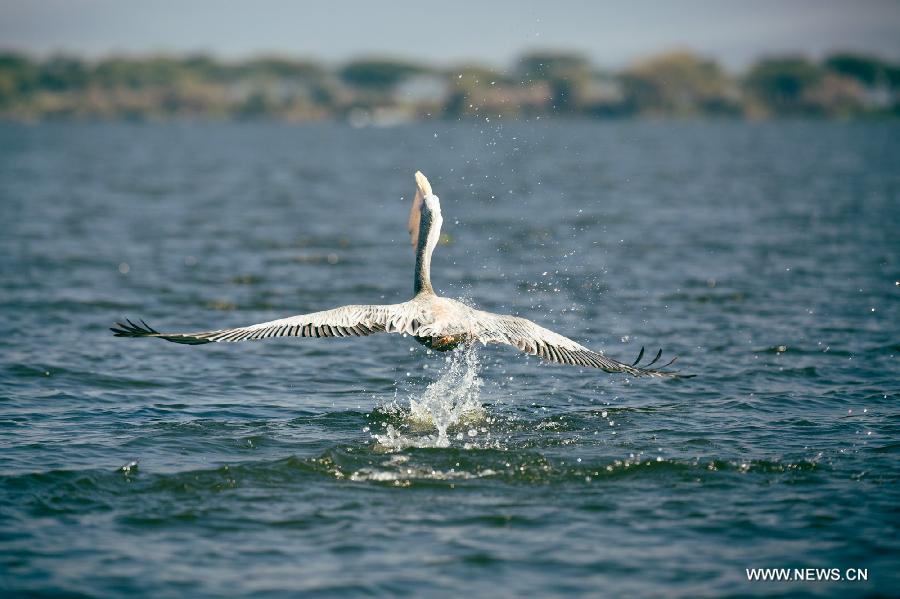 Kenya: paysages magnifiques du lac Naivasha (6)