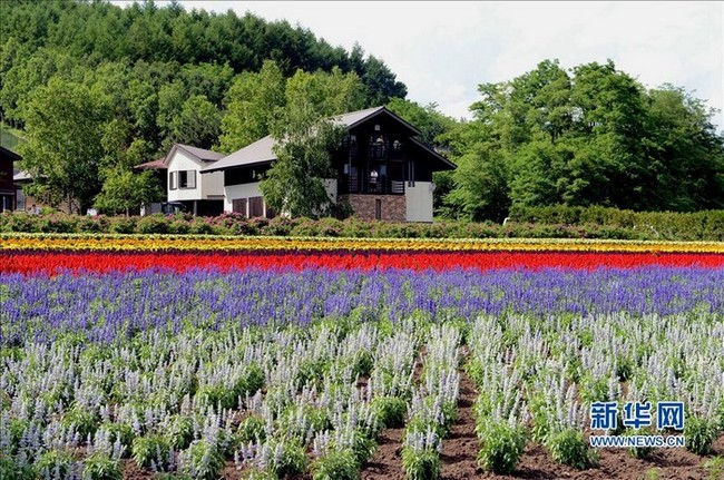 Paysages magnifiques de la mer de fleurs d'Hokkaido au Japon (10)