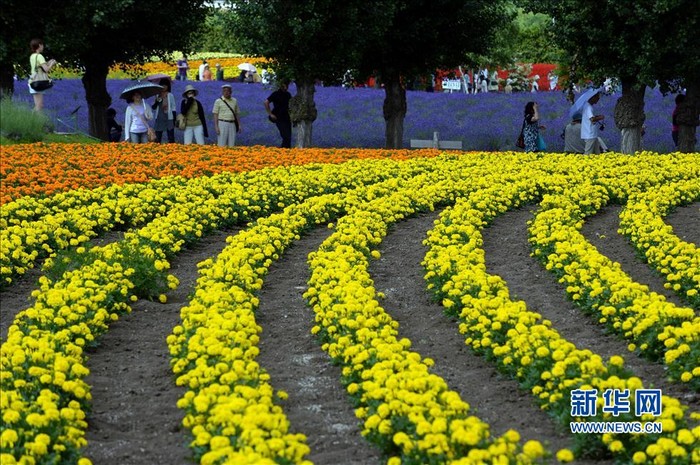 Paysages magnifiques de la mer de fleurs d'Hokkaido au Japon (8)