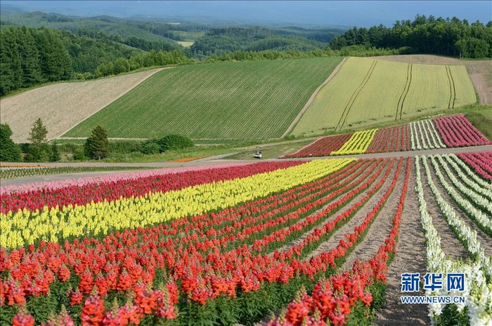 Paysages magnifiques de la mer de fleurs d'Hokkaido au Japon (2)