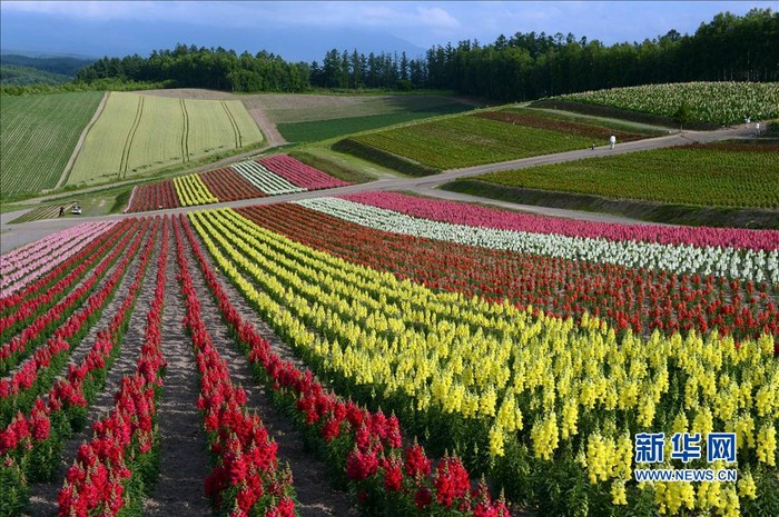 Paysages magnifiques de la mer de fleurs d'Hokkaido au Japon (5)