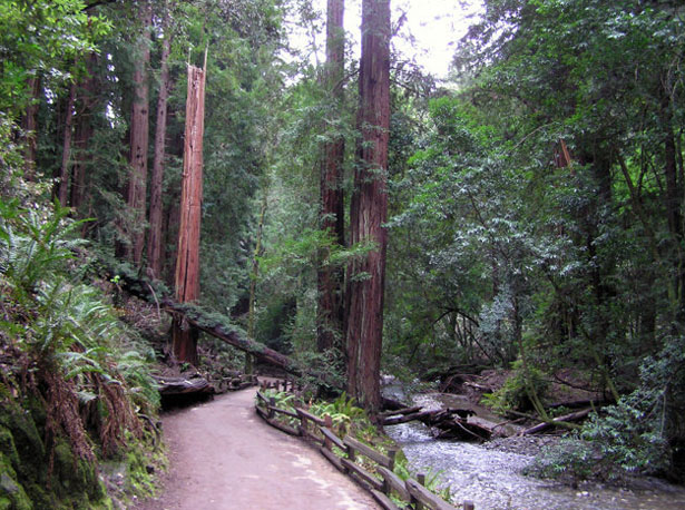 Le monument national Muir Woods, états-Unis