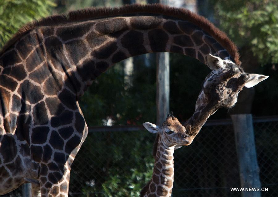 Un bébé girafe au zoo de Buenos Aires (4)