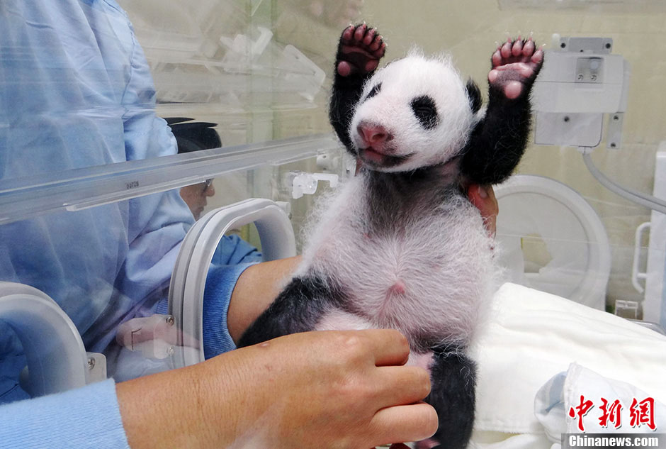 Taiwan : le bébé panda de 1 mois salue le monde