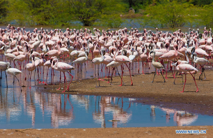 EN IMAGES: Des flamants au lac Bogoria au Kenya