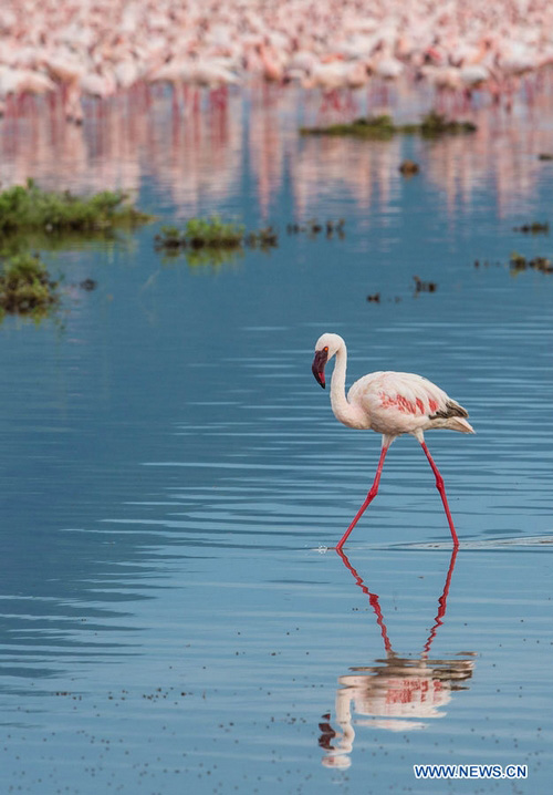 EN IMAGES: Des flamants au lac Bogoria au Kenya (3)