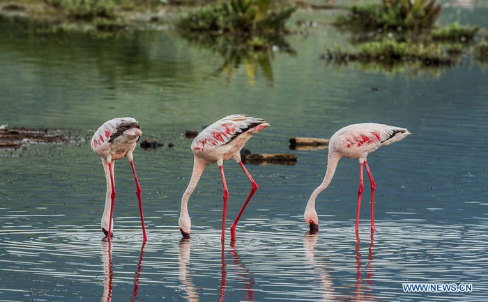 EN IMAGES: Des flamants au lac Bogoria au Kenya (4)