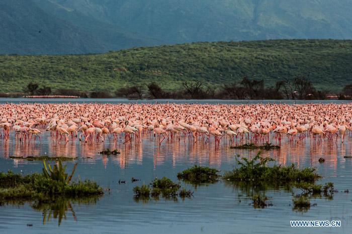 EN IMAGES: Des flamants au lac Bogoria au Kenya (2)