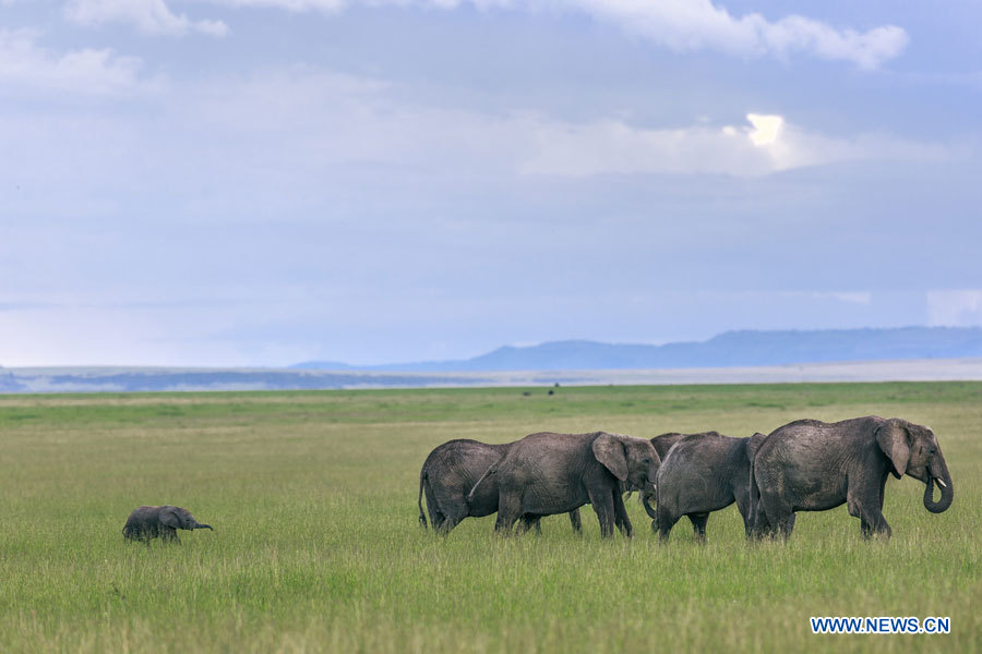 Journée mondiale de l'éléphant: prenons soin des éléphants! (5)