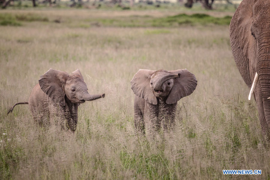 Journée mondiale de l'éléphant: prenons soin des éléphants! (6)