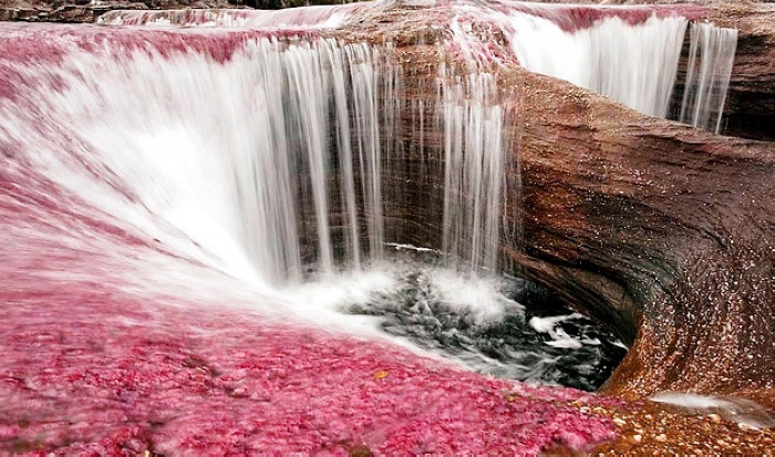 Le Ca?o Cristales en Colombie