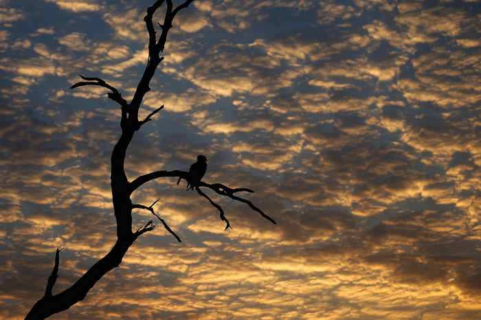 Le parc national Kruger, Afrique du Sud