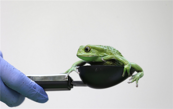 Une grenouille Phyllomedusa sauvagii est pesée dans un appareil de mesure.