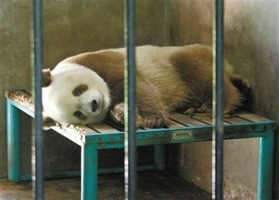 Qizai, le panda géant brun de la province du Shaanxi