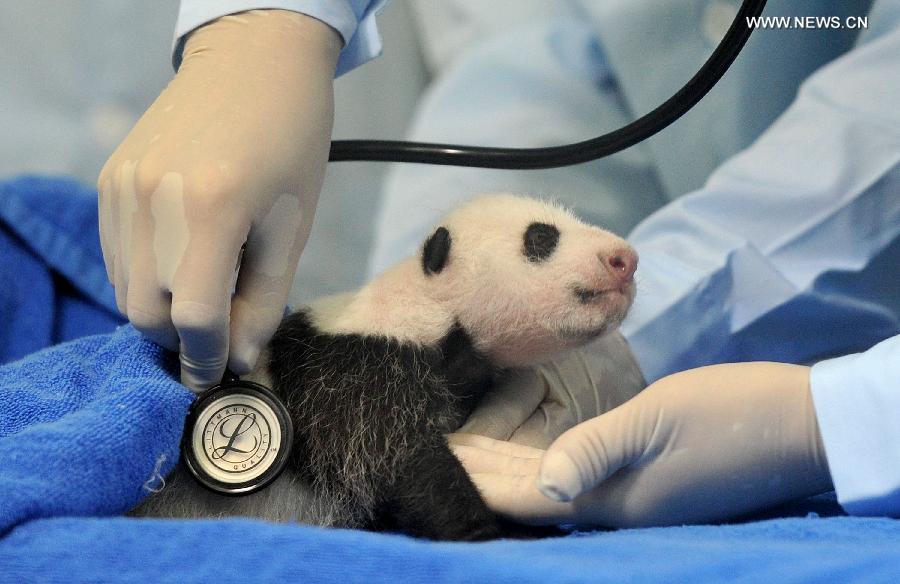 Un bébé panda d'un mois vient de subir un examen physique au Chimelong Safari Park à Guangzhou, capitale de la province méridionale du Guangdong, le 1er septembre 2013. Ce petit, est le premier panda du sud de la Chine, né le 31 juillet 2013. D'après les responsables, il se trouve en excellente santé. (Xinhua/Liu Dawei)