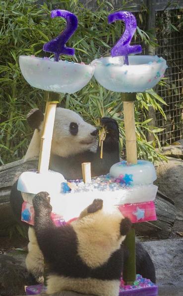 Le panda géant Bai Yun (de dos), mère de six pandas, partage un gateau avec son dernier-né, Xiaoliwu, agé d'un an, lors de la célébration de son 22e anniversaire  au zoo de San Diego à San Diego, aux états-Unis, le 7 septembre 2013. [Photo / Xinhua]