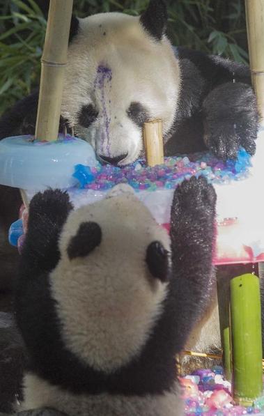 Le panda géant Bai Yun (de dos), mère de six pandas, partage un gateau avec son dernier-né, Xiaoliwu, agé d'un an, lors de la célébration de son 22e anniversaire  au zoo de San Diego à San Diego, aux états-Unis, le 7 septembre 2013. [Photo / Xinhua]