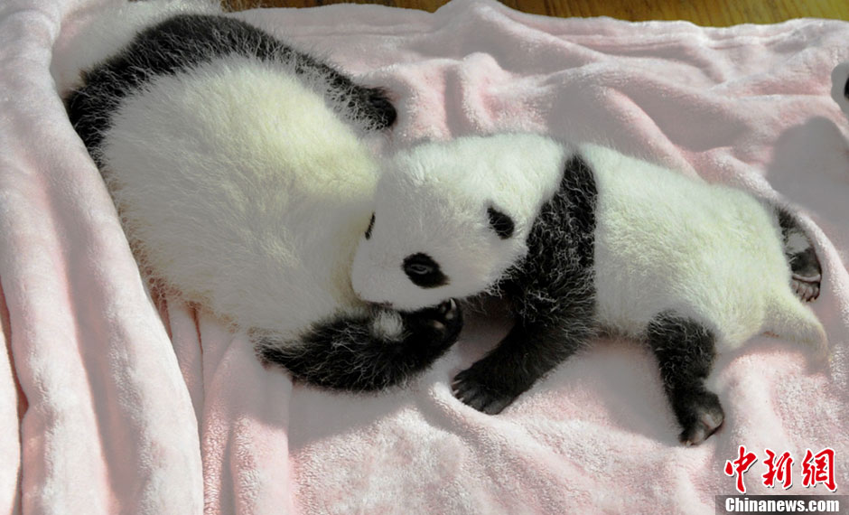 Quatorze pandas géants, tous nés cette année, font leurs débuts à la base de recherche et de reproduction de pandas géants de Chengdu. Le Centre du Sichuan et ses 128 pandas forment la plus grande population de pandas en captivité dans le monde. [Huang Zhiling/China Daily]