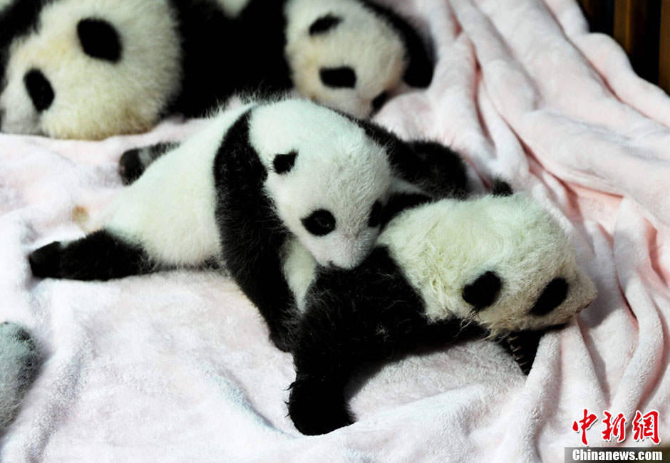 Quatorze pandas géants, tous nés cette année, font leurs débuts à la base de recherche et de reproduction de pandas géants de Chengdu. Le Centre du Sichuan et ses 128 pandas forment la plus grande population de pandas en captivité dans le monde. [Huang Zhiling/China Daily]