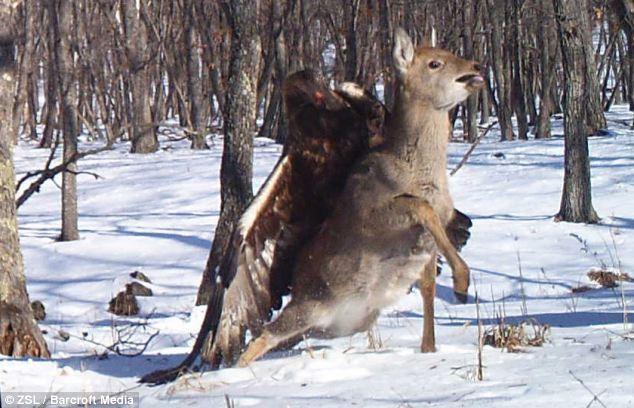 L'attaque hardie d’un aigle royal sur un cerf sika (2)